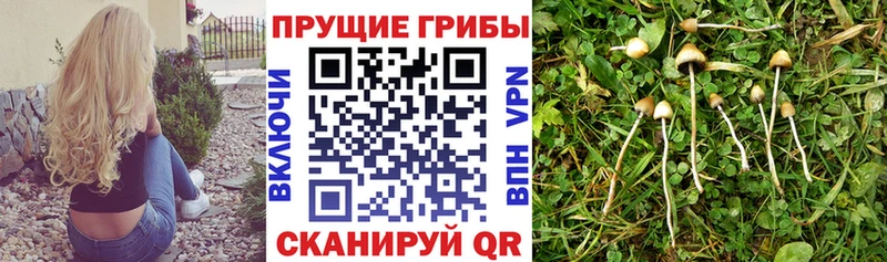 Псилоцибиновые грибы мицелий  магазин  наркотиков  Великий Устюг 